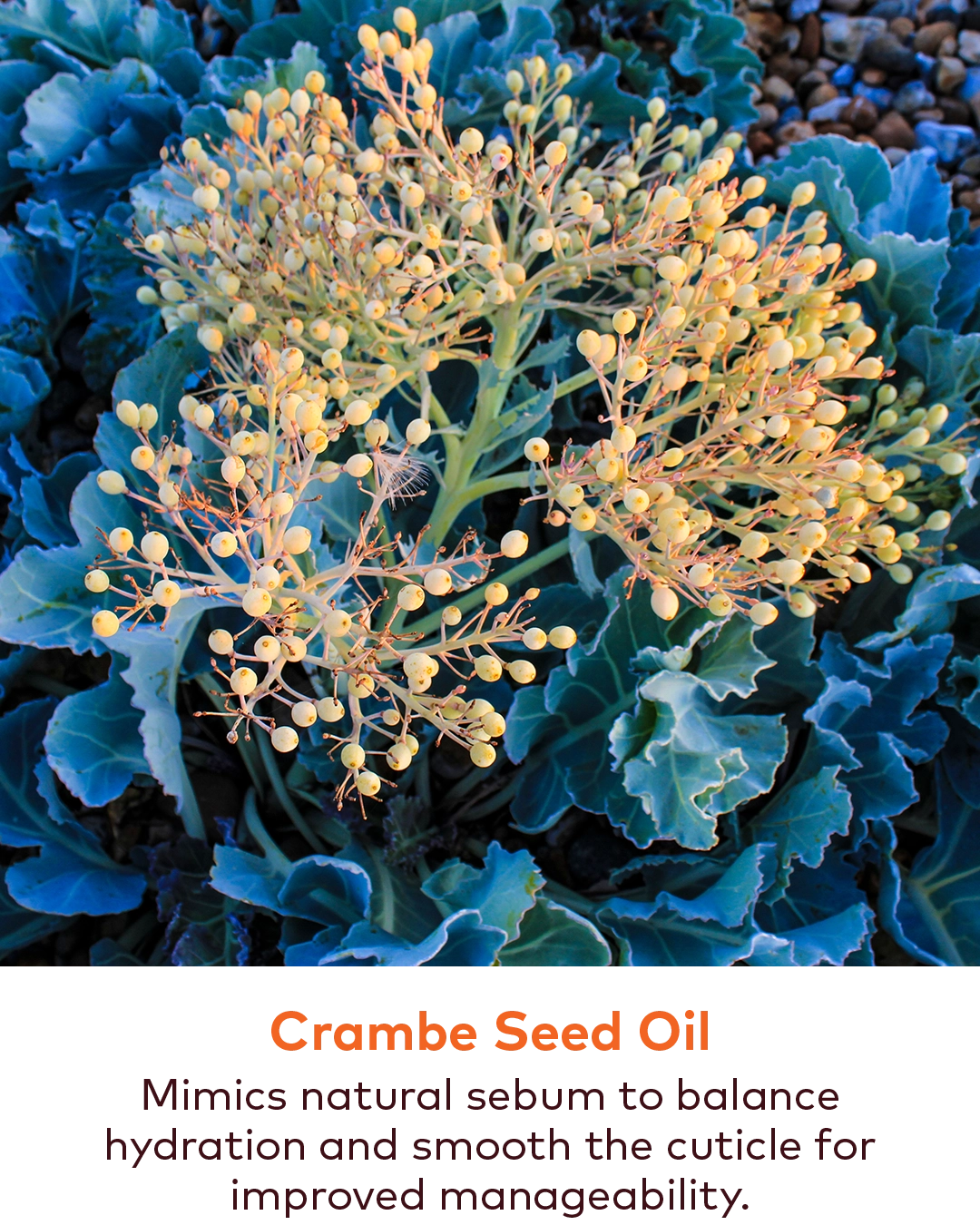 How to use Super Botanicals Conditioner