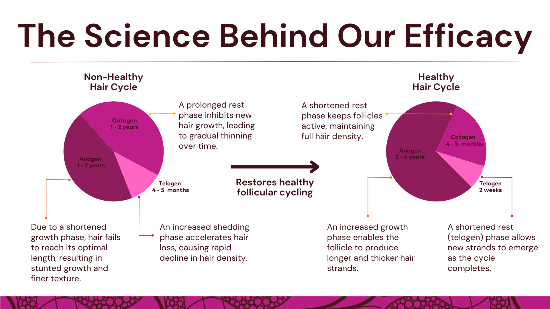 The Science Behind Our Efficacy. Non-healthy hair Cycle has Catagen 1 to2 years, Anagen 1 to 2 years, Telogen 4 to 5 months. Healthy Hair Cycle has CAatagen 4 to 5 months, Anagen 2 to 6 years, Telogen 2 weeks