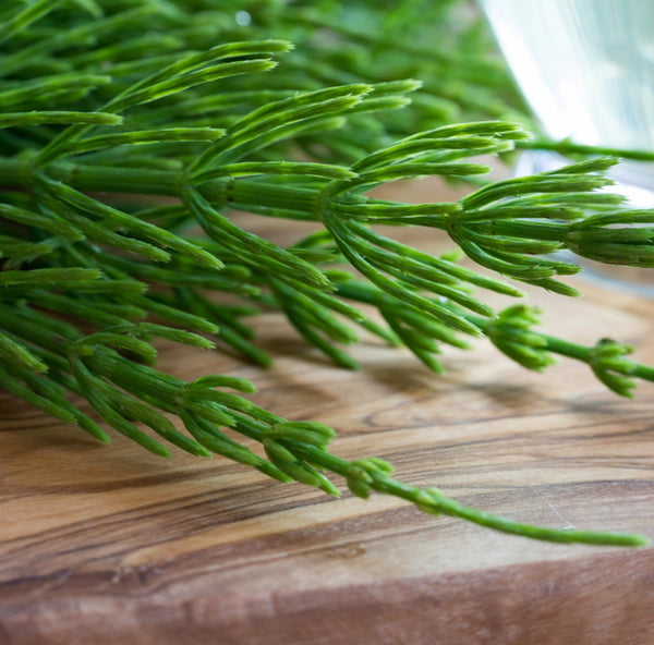 Horsetail Extract