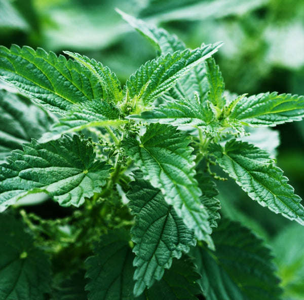 Nettle Extract