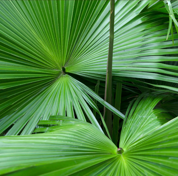 Saw Palmetto