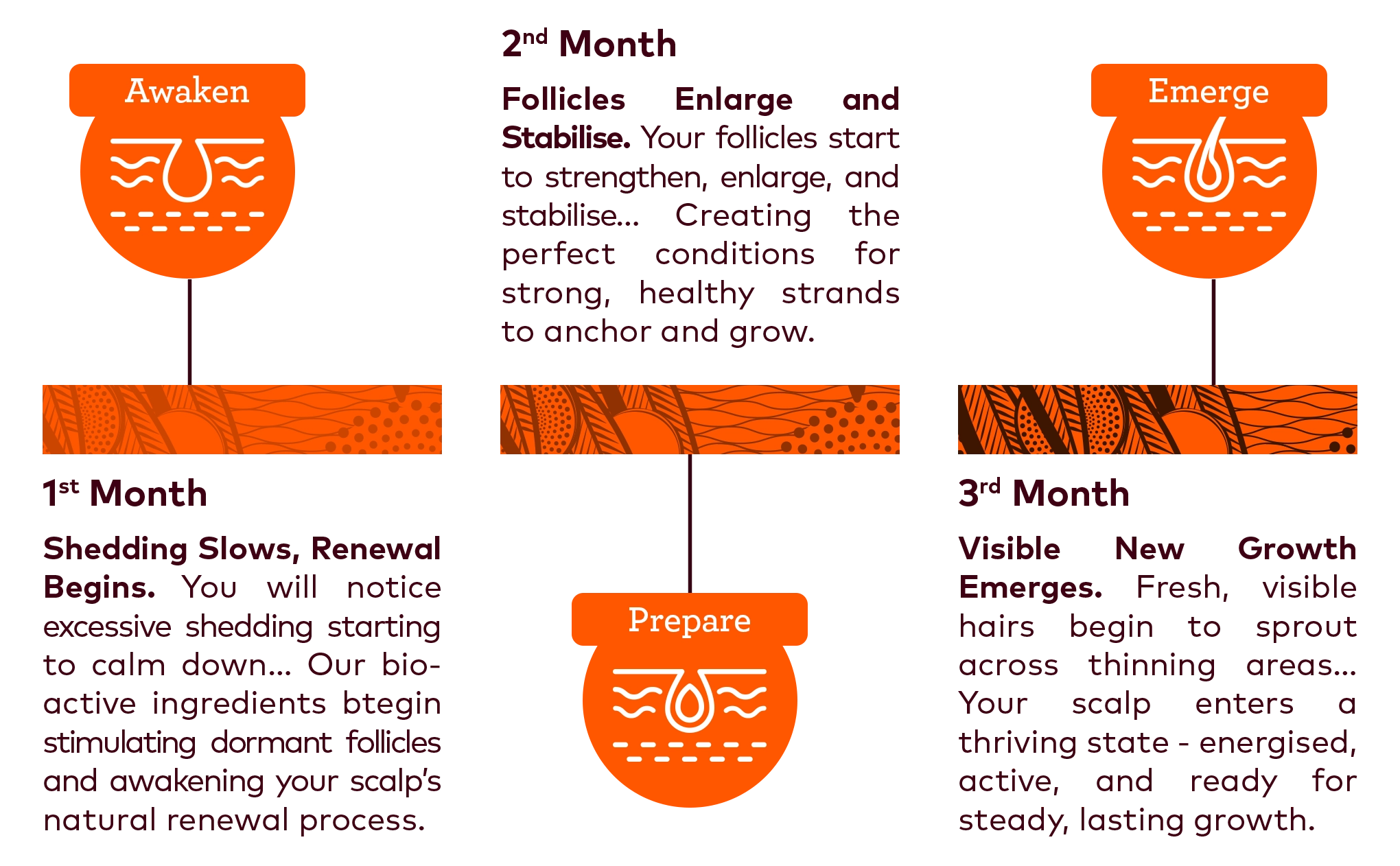 During Month 1 – Shedding Slows, Renewal Begins  You’ll notice excessive shedding starting to calm down…  Our bio-active ingredients begin stimulating dormant follicles and awakening your scalp’s natural renewal process. Within Month 2 – Follicles Enlarge & Stabilise  Your follicles start to strengthen, enlarge, and stabilise…  Creating the perfect conditions for strong, healthy strands to anchor and grow. By Month 3 – Visible New Growth Emerges  Fresh, visible hairs begin to sprout across thinning areas…  Your scalp enters a thriving state - energised, active, and ready for steady, lasting growth. 
