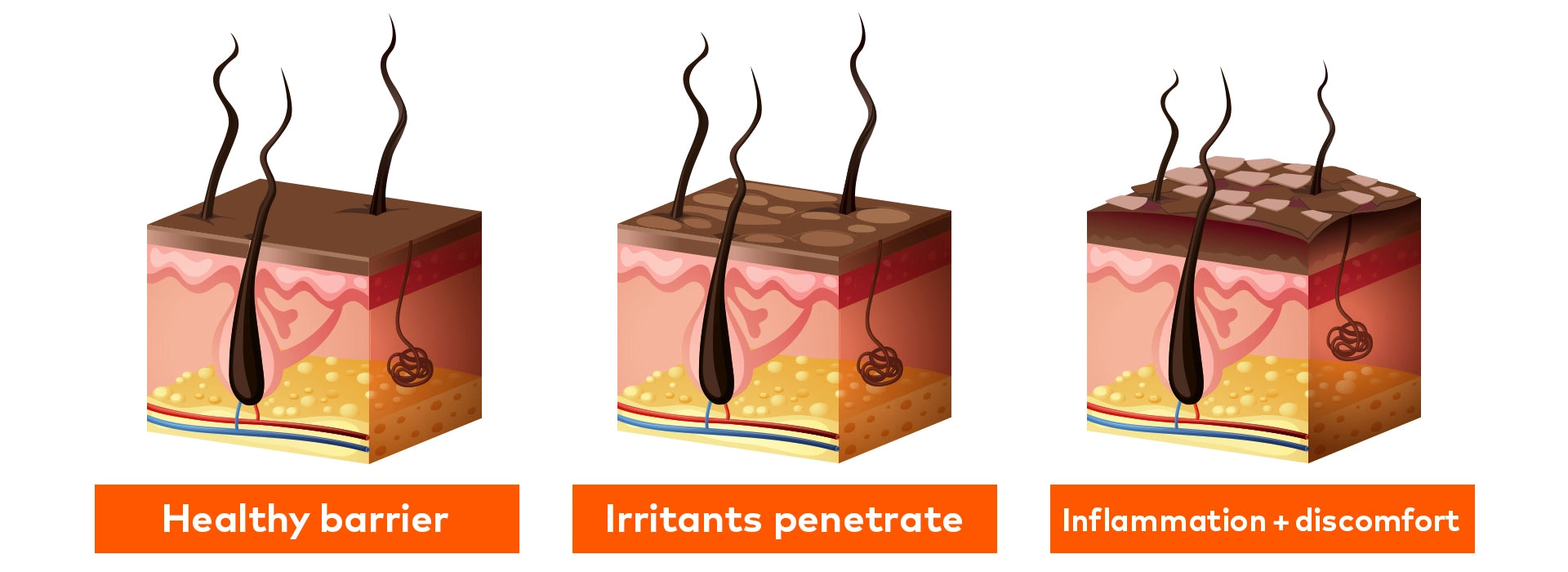 Infographic showing hair loss and regrowth information