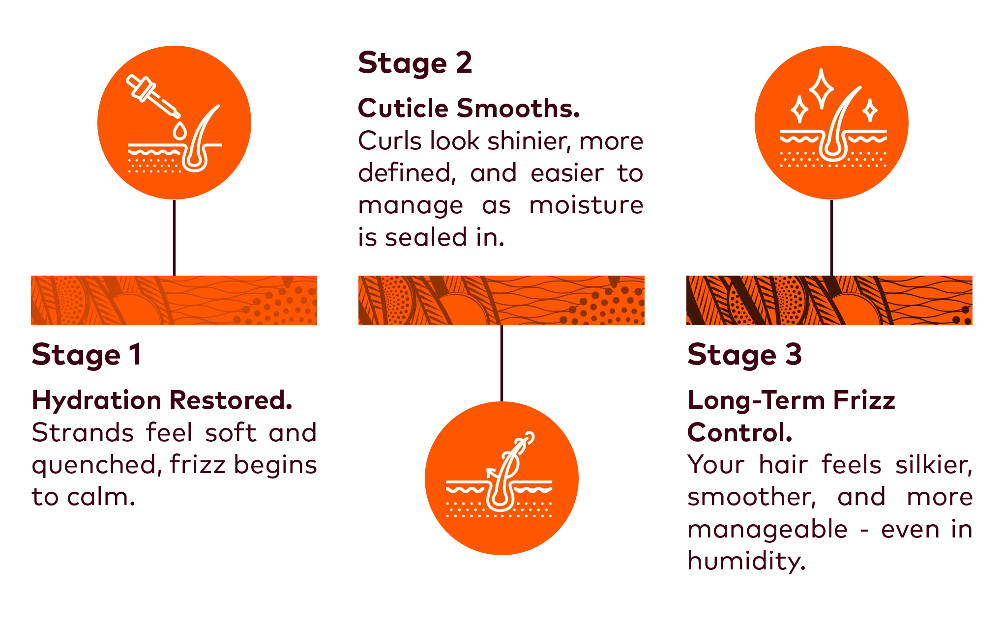 Infographic showing hair loss and regrowth information