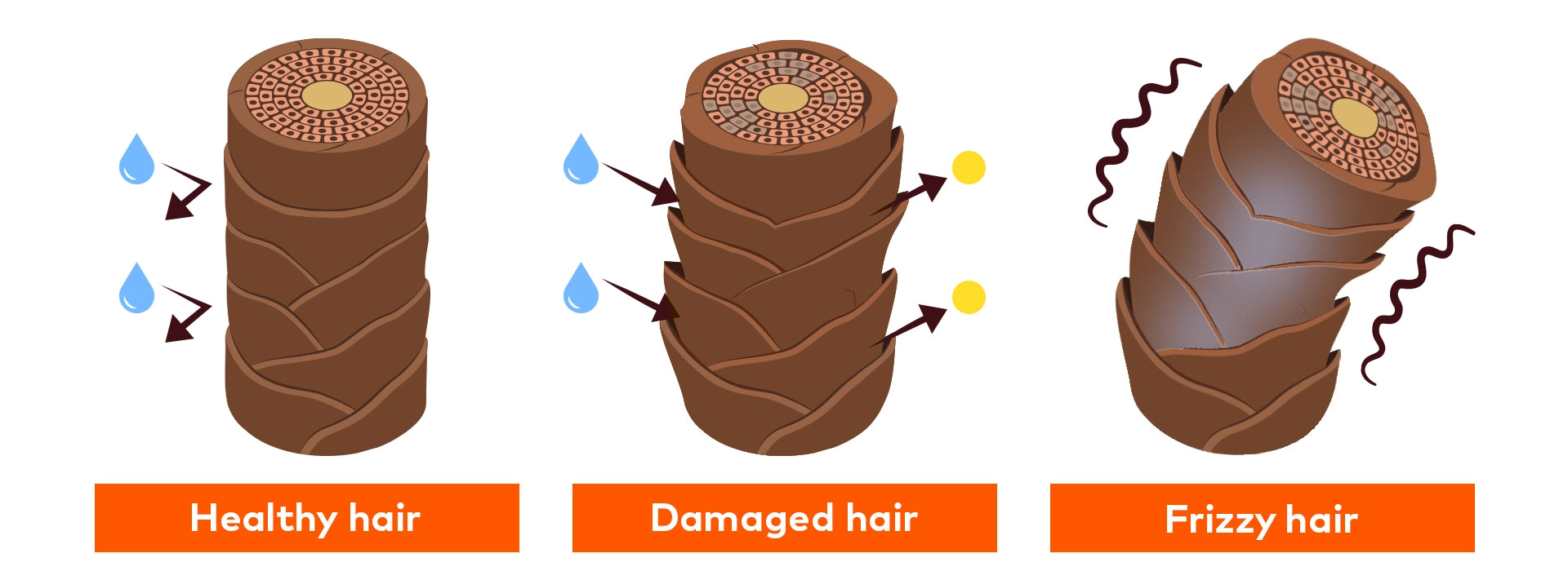 Infographic showing hair loss and regrowth information
