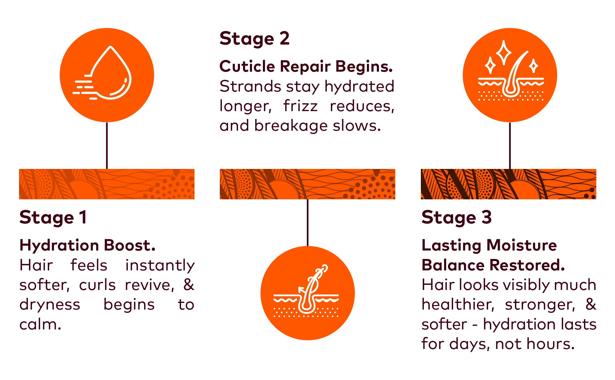 Infographic showing hair loss and regrowth information