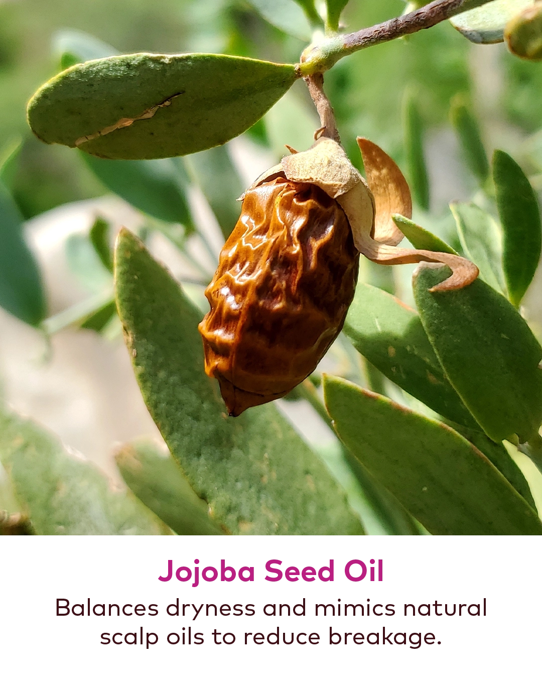 How to use Super Seed Hair Balm