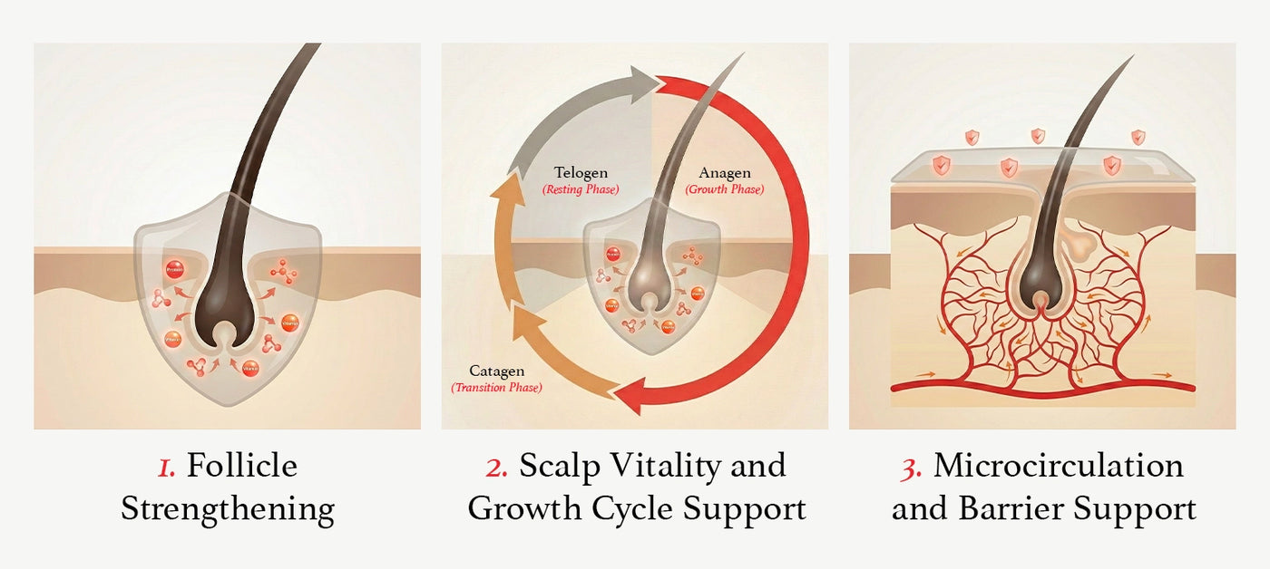 Hair illustration showing hair growth cycle