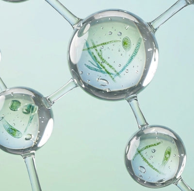 Algae Oil Powder