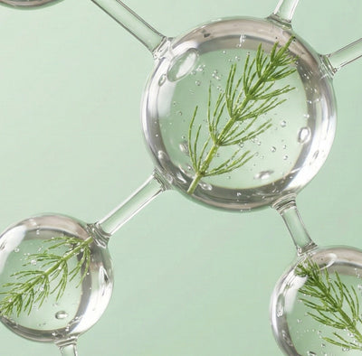 Horsetail Extract