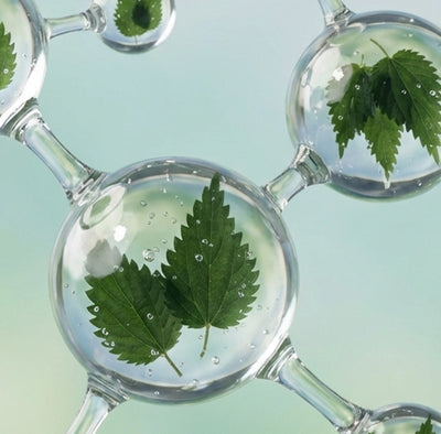 Nettle Extract