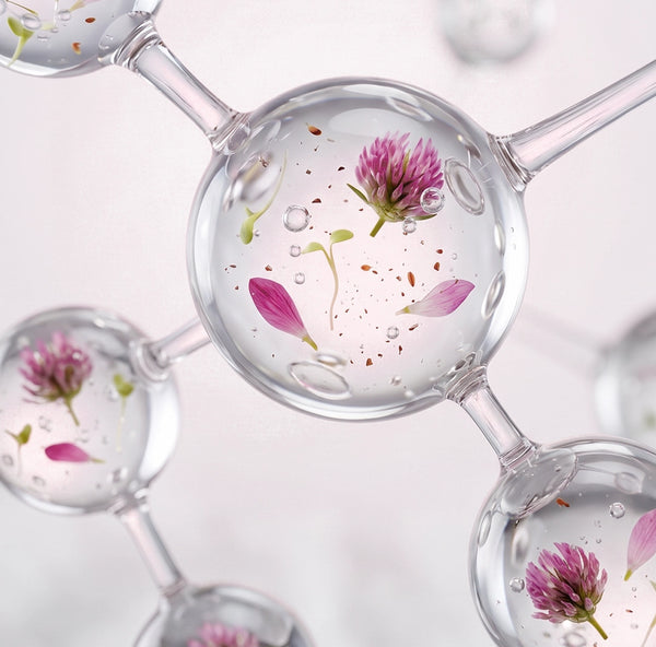 Red Clover Sprout Extract