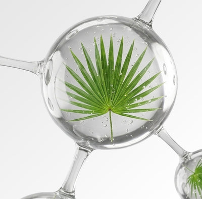 Saw Palmetto