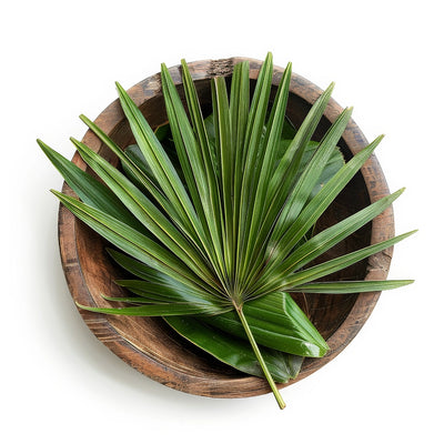 Saw Palmetto