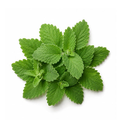 Lemon Balm Extract